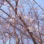 城山公園の桜