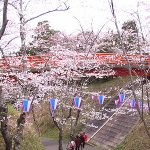 小見川城山公園の桜でお花見