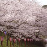 お花見スポット《城山公園》