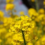 水郷おみがわ桜つつじ祭り！　城山公園の開花状況（3/28時点）