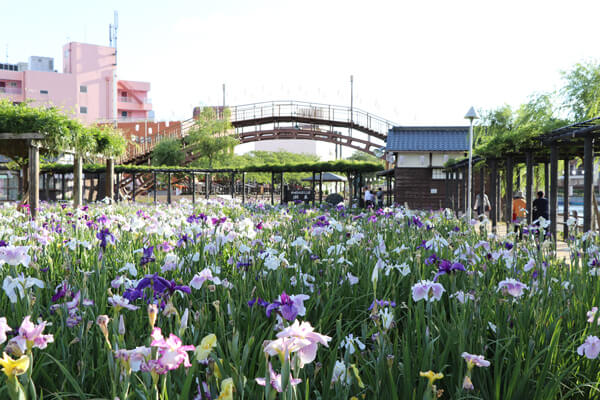 水郷　佐原　潮来　あやめ祭り　あやめ　菖蒲　水郷のとりやさん