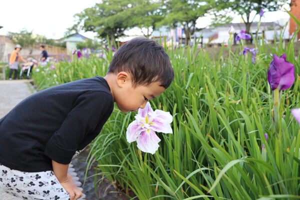 水郷　佐原　潮来　あやめ祭り　あやめ　菖蒲　水郷のとりやさん