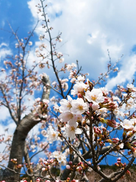 水郷おみがわ桜つつじ祭り　城山公園　水郷のとりやさん