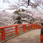 城山公園の桜が満開です♪水郷おみがわ桜つつじまつり2018