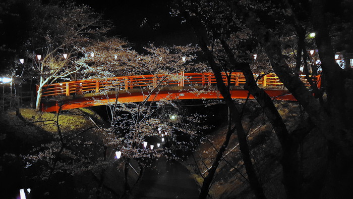 城山公園 夜桜