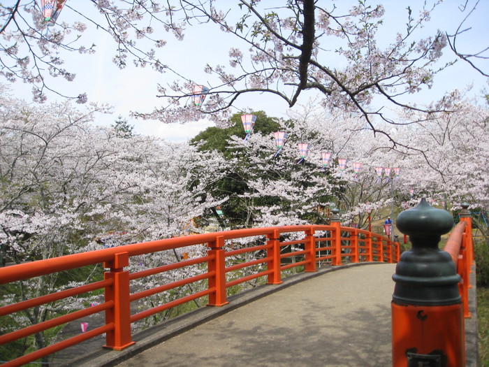 城山公園 桜