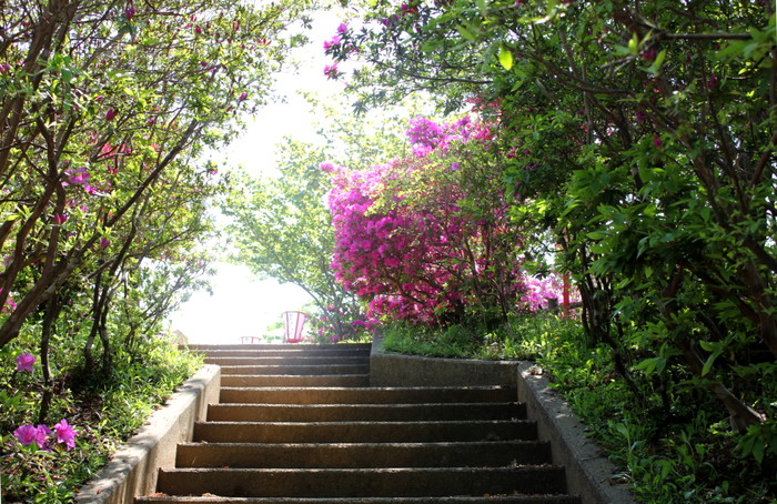 城山公園 つつじ