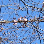 小見川さくらつつじ祭り 千葉県でも有数の観光スポットの桜の開花が始まりました！