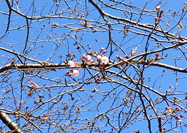 水郷のとりやさん実店舗近くの城山公園の桜