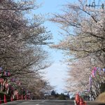 今日から水郷小見川桜つつじまつりが始まります！お花見スポット 城山公園の桜の開花状況もあります＾＾