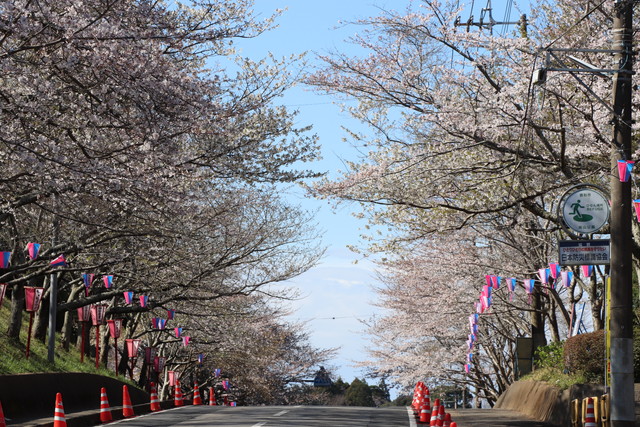 小見川城山公園 桜並木