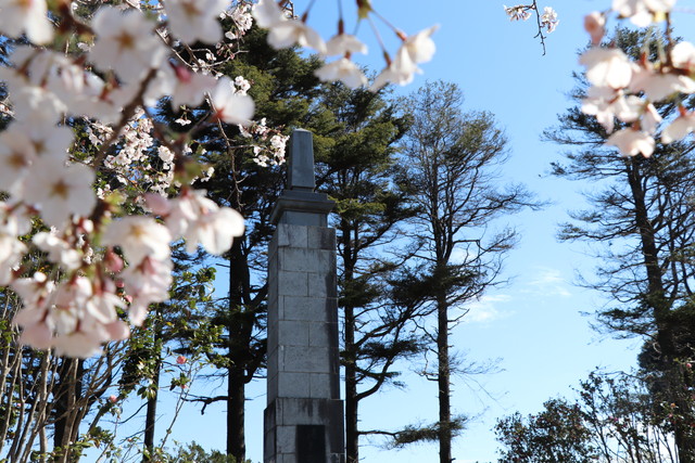 小見川城山公園 桜と忠霊塔