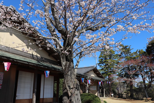 小見川城山公園 お花見イベントで 野点を行う清風荘