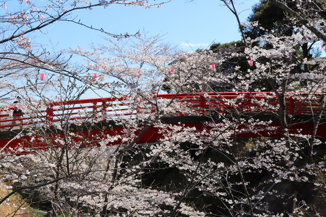 小見川城山公園 花見おすすめスポット 赤橋