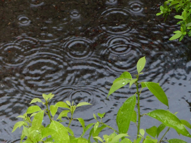 梅雨 雨