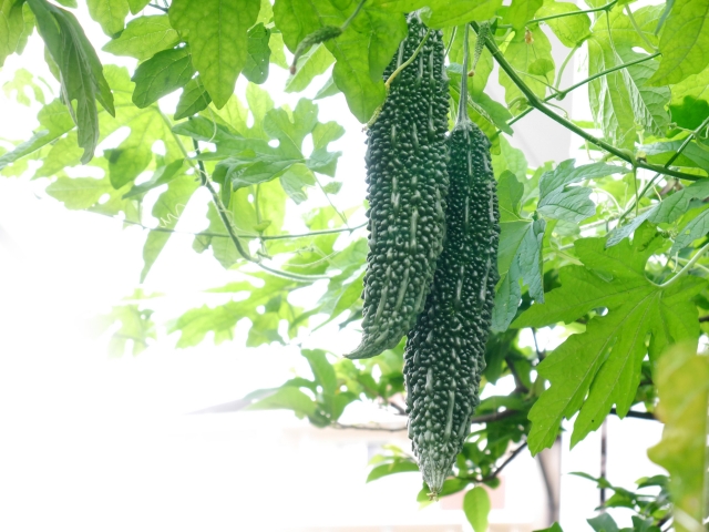 鶏肉のゴーヤチャンプルーが夏バテをやっつけます