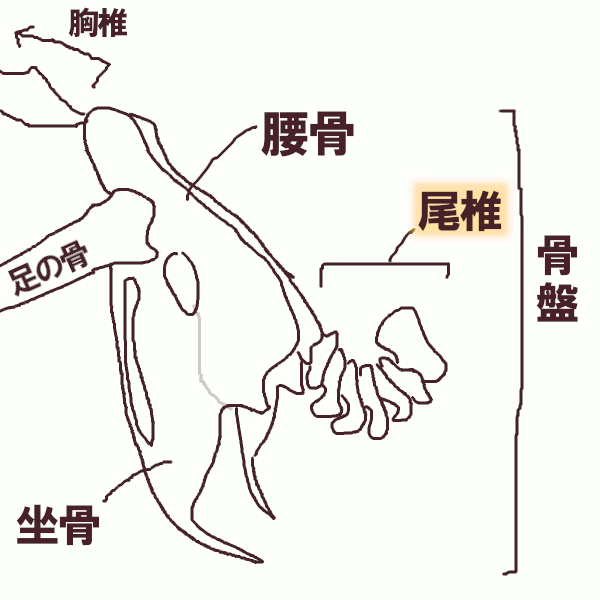 ぼんじりの下処理 骨の位置と形