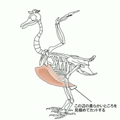 鶏の骨格 竜骨突起の位置