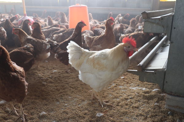 平飼いの鶏舎 自然卵 有精卵 04