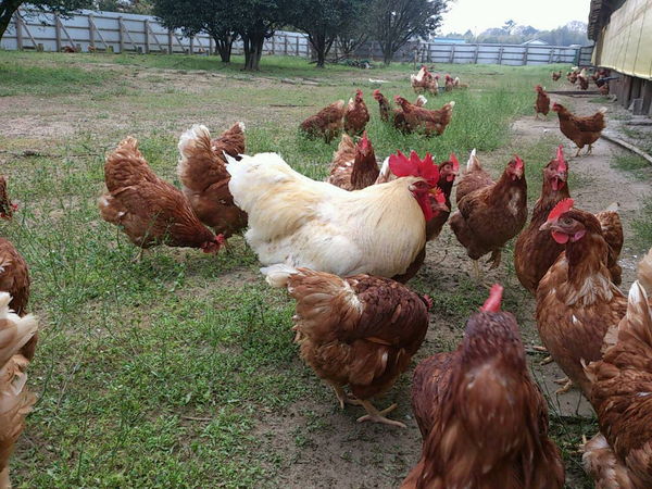 平飼いの鶏舎 自然卵 有精卵 06