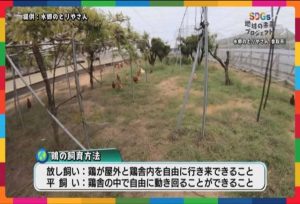 水郷のとりやさんの鶏の飼育方法について 放し飼いと平飼いの違い